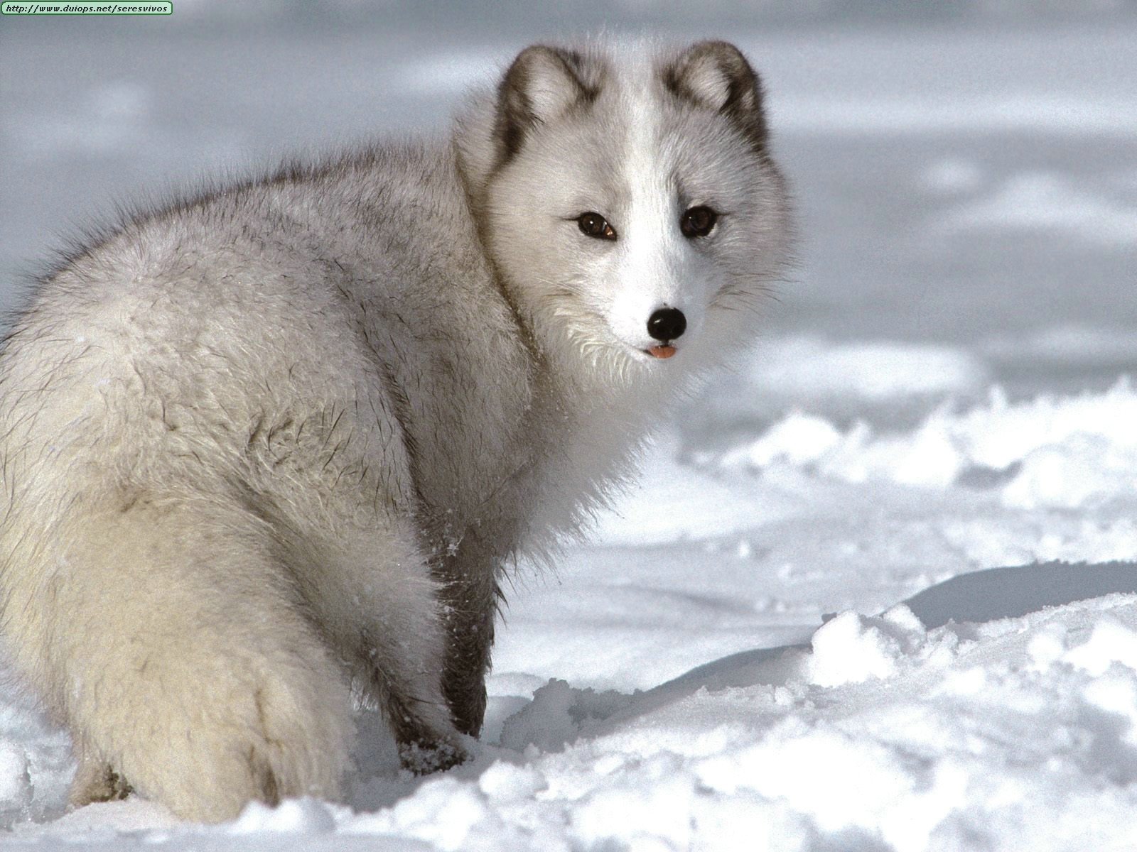 cisprima-arctic-fox